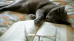 Inteligence koček: Mají rozum a jaké je jejich IQ?