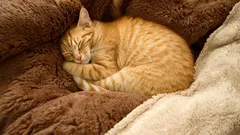 Zdají se kočkám sny?